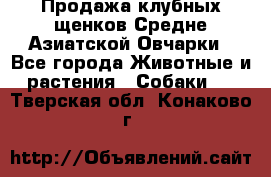 Продажа клубных щенков Средне Азиатской Овчарки - Все города Животные и растения » Собаки   . Тверская обл.,Конаково г.